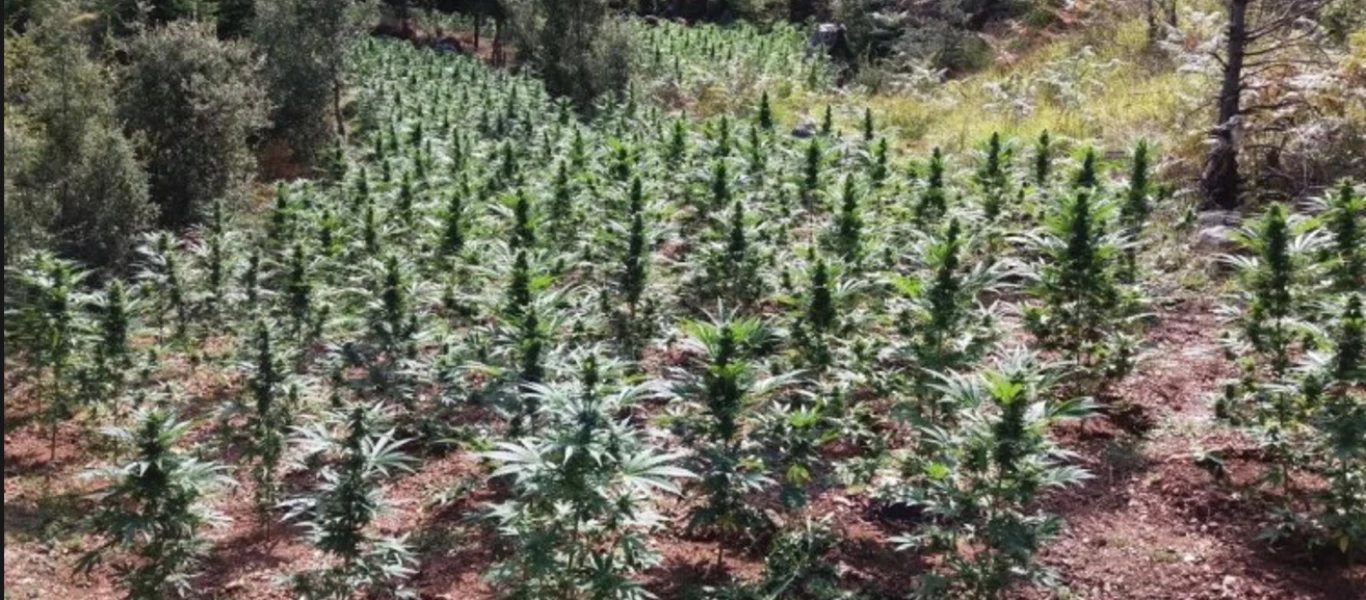 Κόρινθος: 59χρονος συνελήφθη για καλλιέργεια κάνναβης στο σπίτι του - Κατασχέθηκαν 12 δενδρύλλια